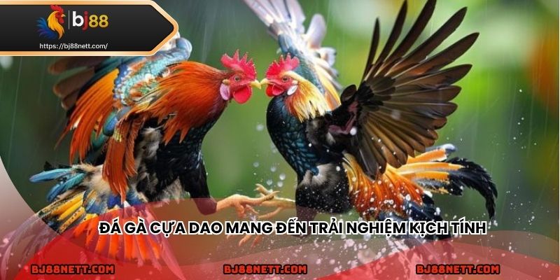 Đá gà cựa dao mang đến trải nghiệm cá cược kịch tính và hồi hộp