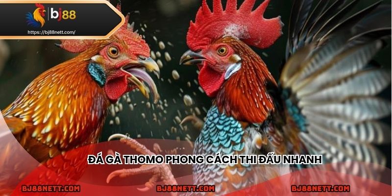 Chọi gà Thomo nổi bật với phong cách đấu nhanh và kỹ thuật đặc sắc